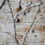 全面解析维基体育平台:打造你的个性化运动体验 sx0e7w1h7q