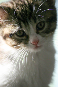 369足球直播：绿茵盛宴，激情赛事全程高清呈现